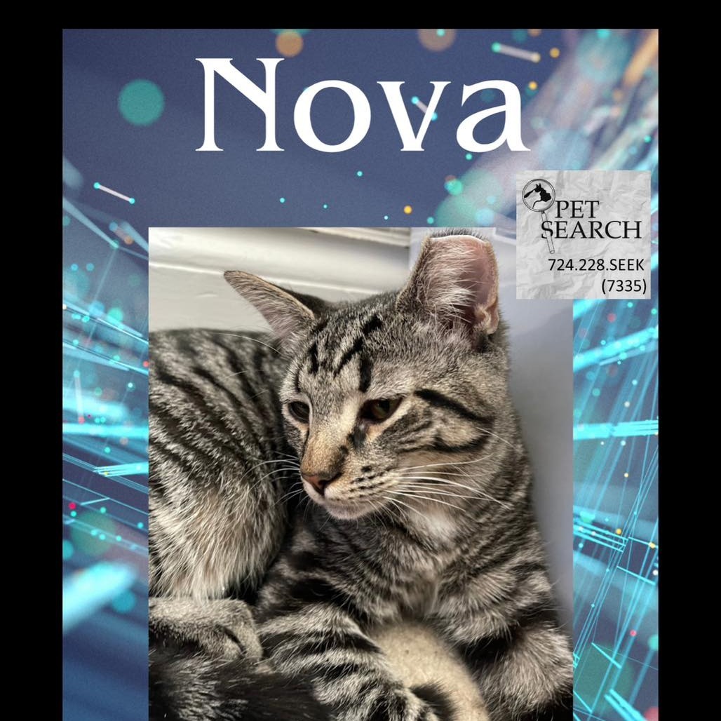 Nova