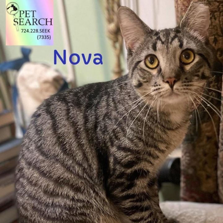 Nova 1