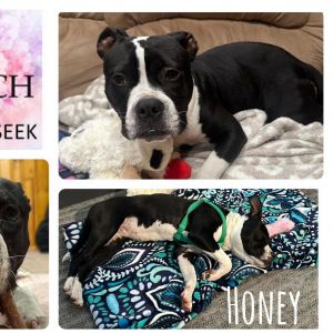 Honey, Adult Female Boxer