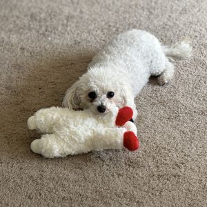 Ella, Senior Female Bichon Frise