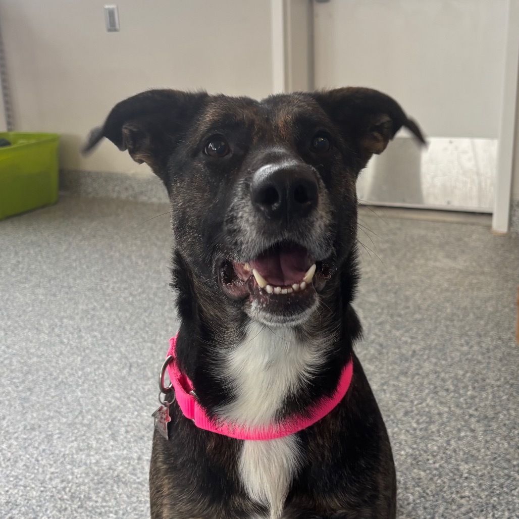 Dixie, an adoptable Mixed Breed in Great Falls, MT, 59404 | Photo Image 2