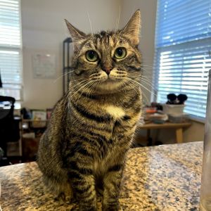 Taji Domestic Short Hair Cat