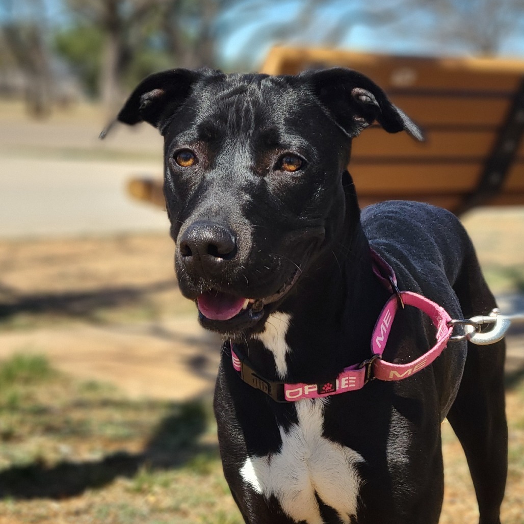 Chloe, an adoptable Retriever in Abilene, TX, 79602 | Photo Image 1