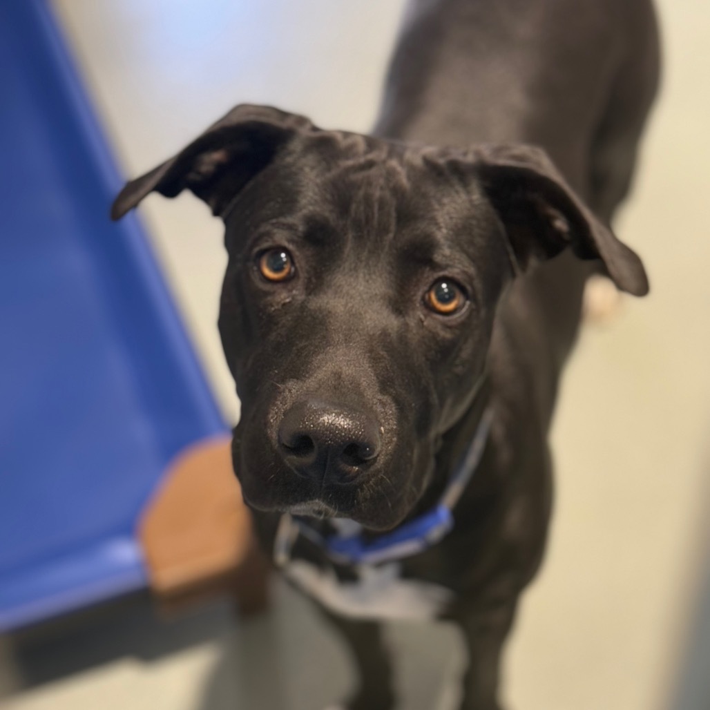 Chloe, an adoptable Retriever in Abilene, TX, 79602 | Photo Image 2