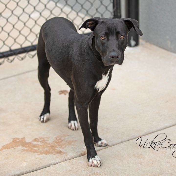 Chloe, an adoptable Retriever in Abilene, TX, 79602 | Photo Image 3