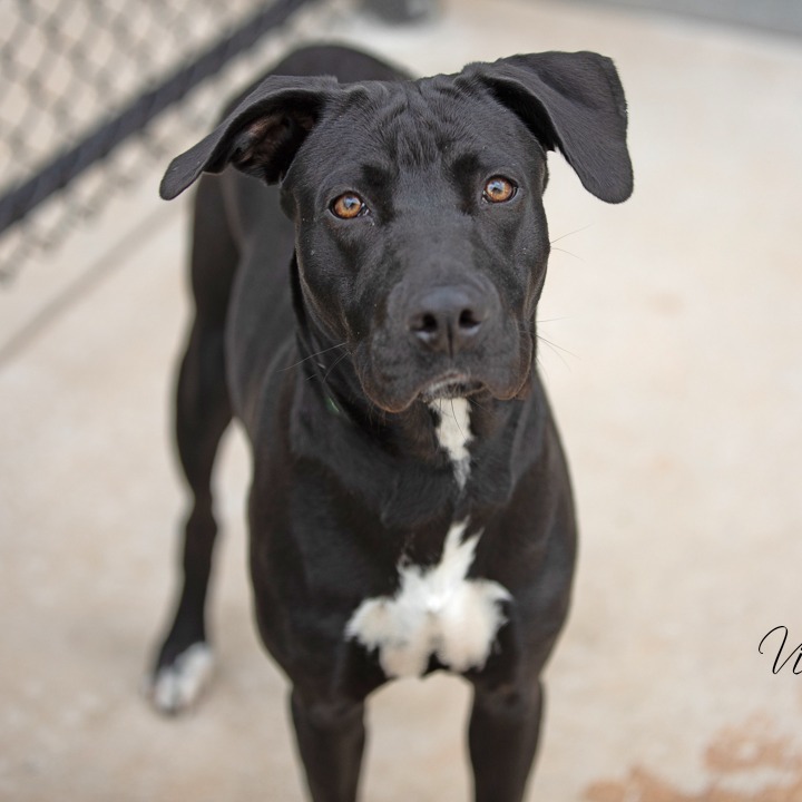 Chloe, an adoptable Retriever in Abilene, TX, 79602 | Photo Image 4