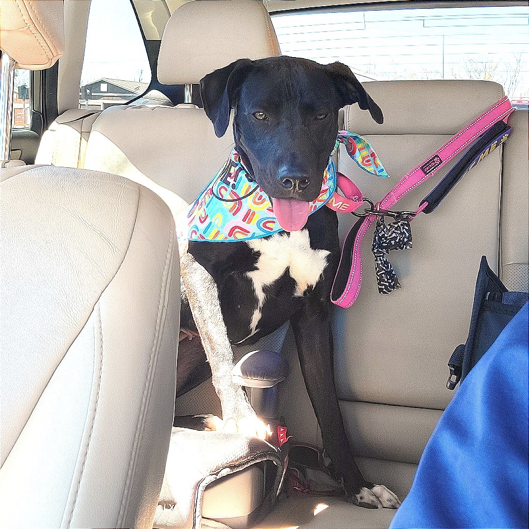 Chloe, an adoptable Retriever in Abilene, TX, 79602 | Photo Image 5