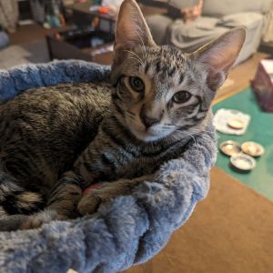 Aries Domestic Short Hair Cat