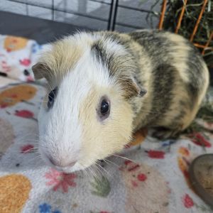 Meet Berry the gentle and sweet guinea pig who might be a little shy at first but has a heart