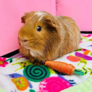 Meet Chuck the cutest little guinea pig with a big appetite for fresh leafy greens and an even bigg