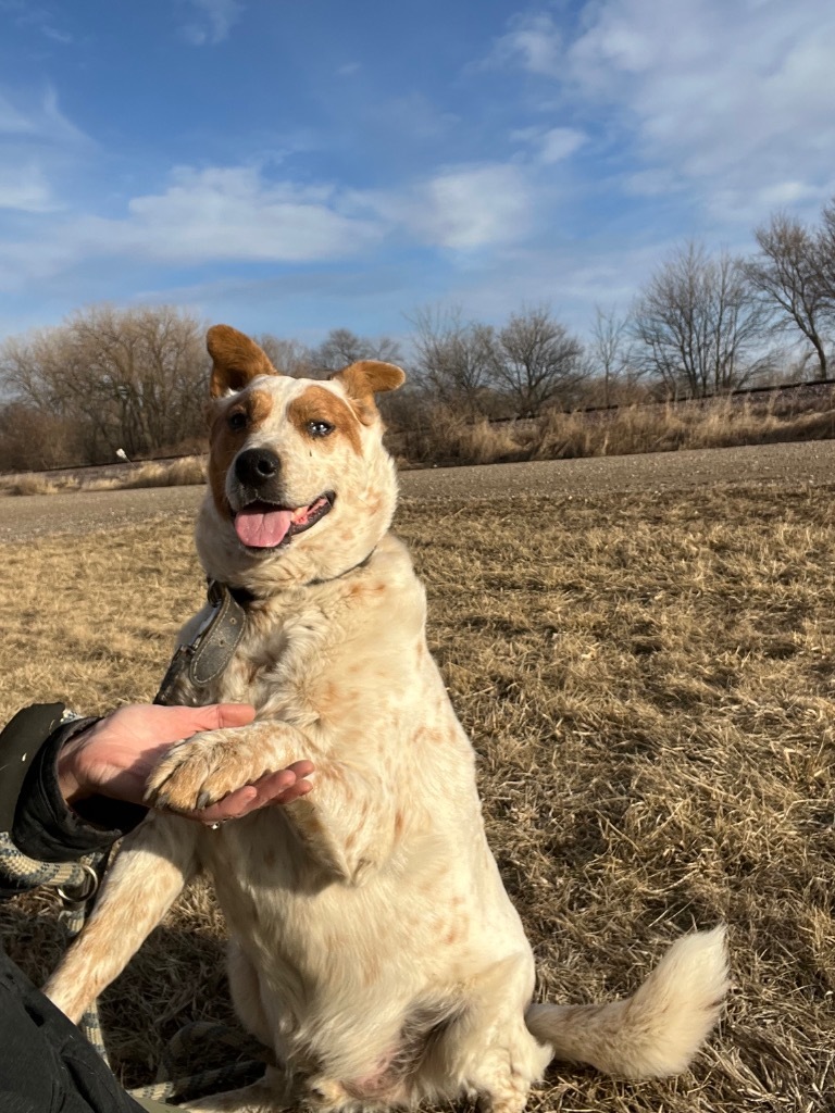 Duke, an adoptable Australian Shepherd in Saint James, MN, 56081 | Photo Image 3