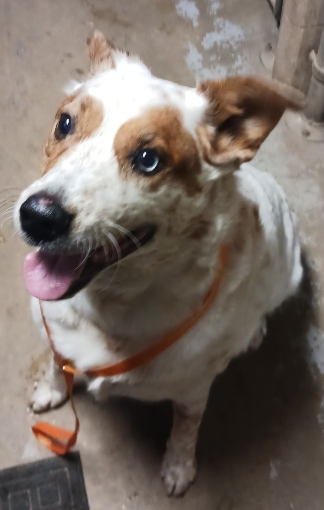 Duke, an adoptable Australian Shepherd in Saint James, MN, 56081 | Photo Image 4