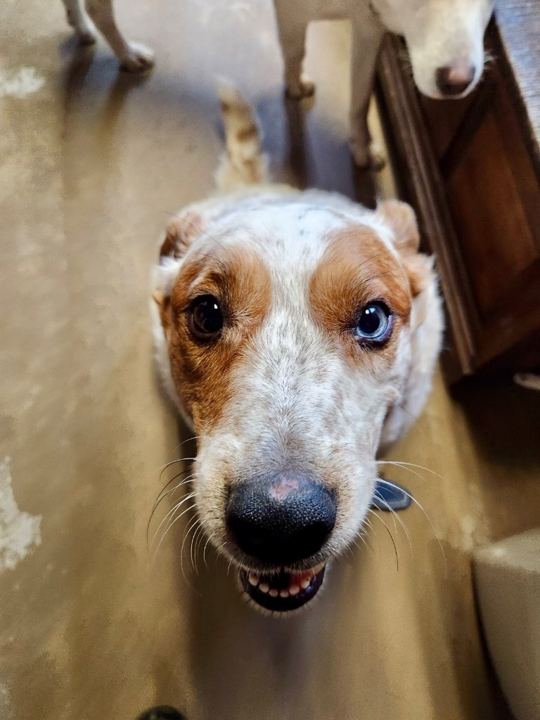 Duke, an adoptable Australian Shepherd in Saint James, MN, 56081 | Photo Image 5