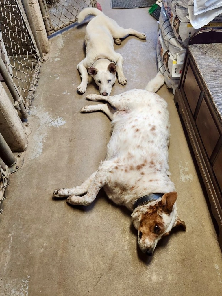 Duke, an adoptable Australian Shepherd in Saint James, MN, 56081 | Photo Image 6