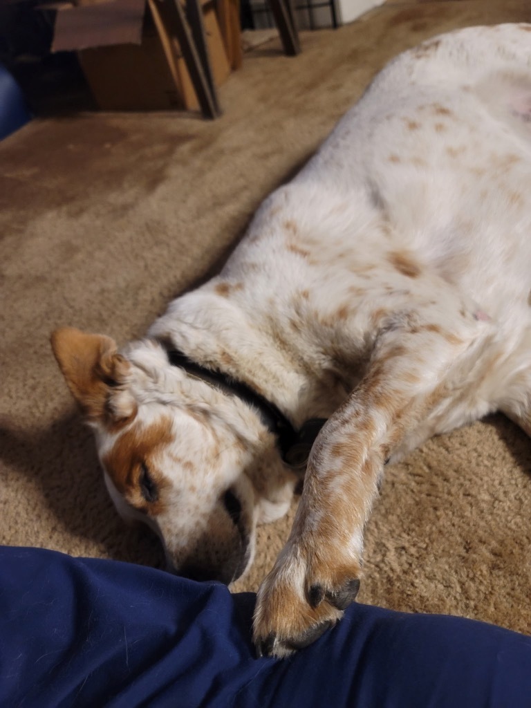 Duke, an adoptable Australian Shepherd in Saint James, MN, 56081 | Photo Image 7