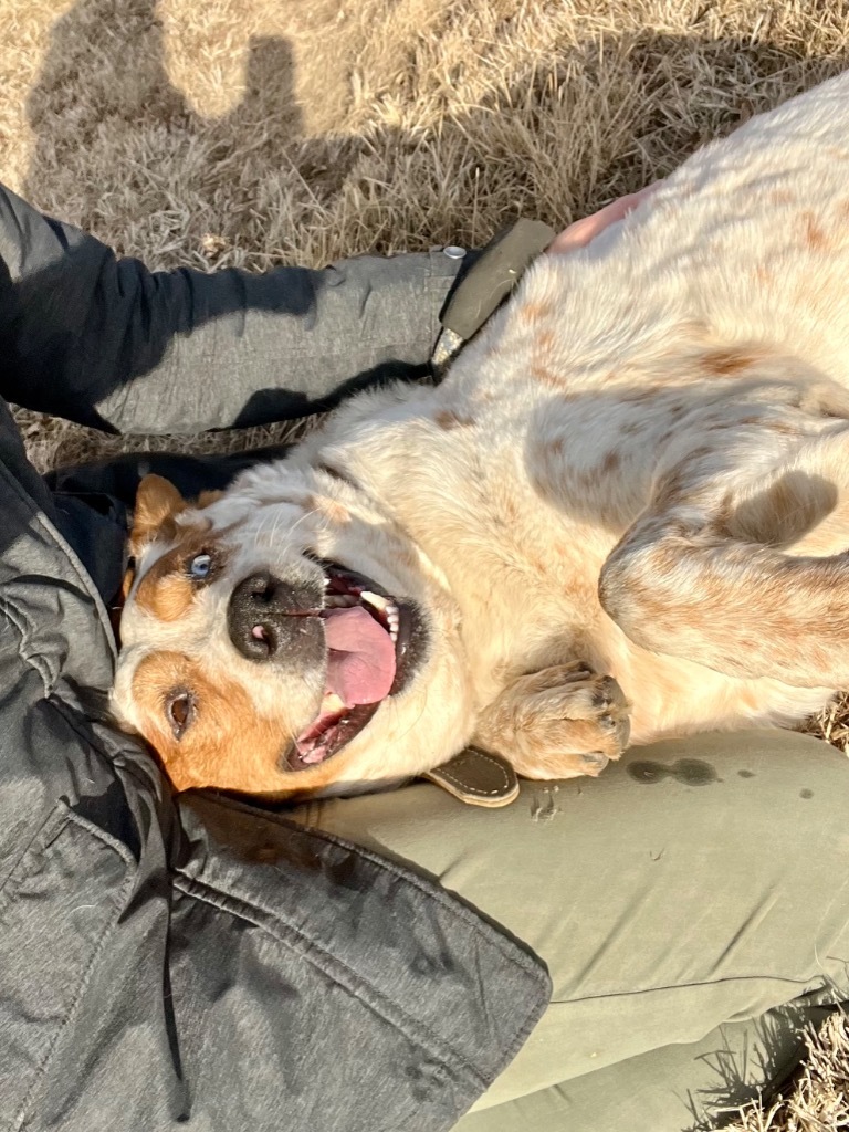 Duke, an adoptable Australian Shepherd in Saint James, MN, 56081 | Photo Image 8