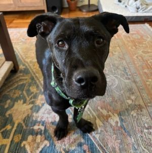 Neville Longbody, Adult Male Mixed Breed