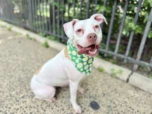 Rose Bud Mixed Breed Dog