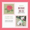 Rose Bud photo 6