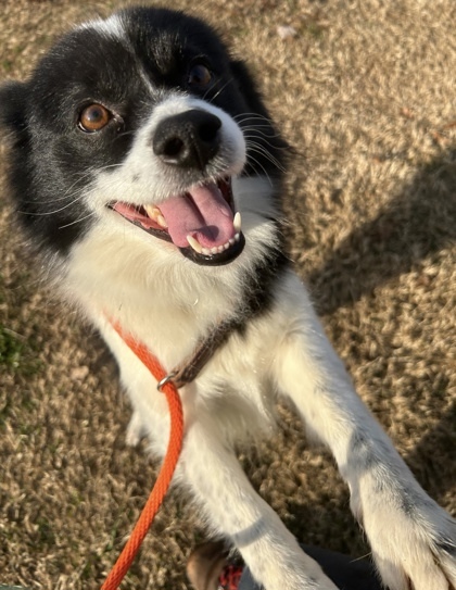 Dog For Adoption - Nemo, A Collie Mix In Knoxville, Tn 