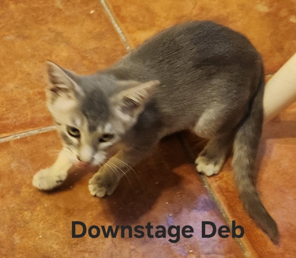 Downstage Deb 3927