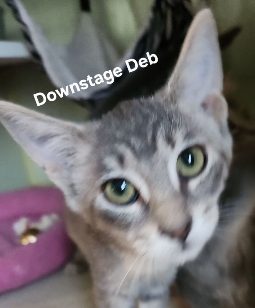 Downstage Deb 3927