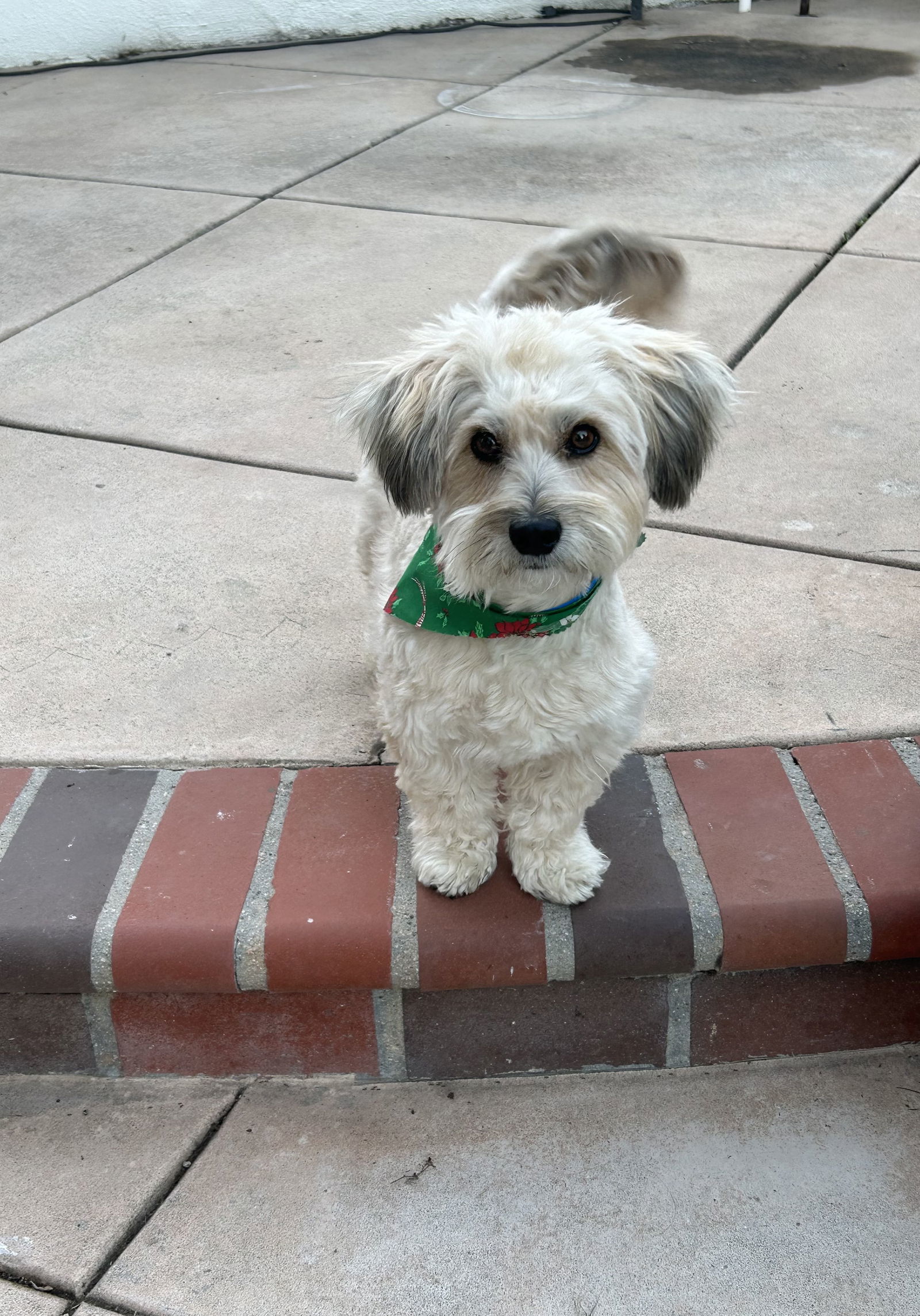 Toby, an adoptable Havanese, Lhasa Apso in Capistrano Beach, CA, 92624 | Photo Image 1