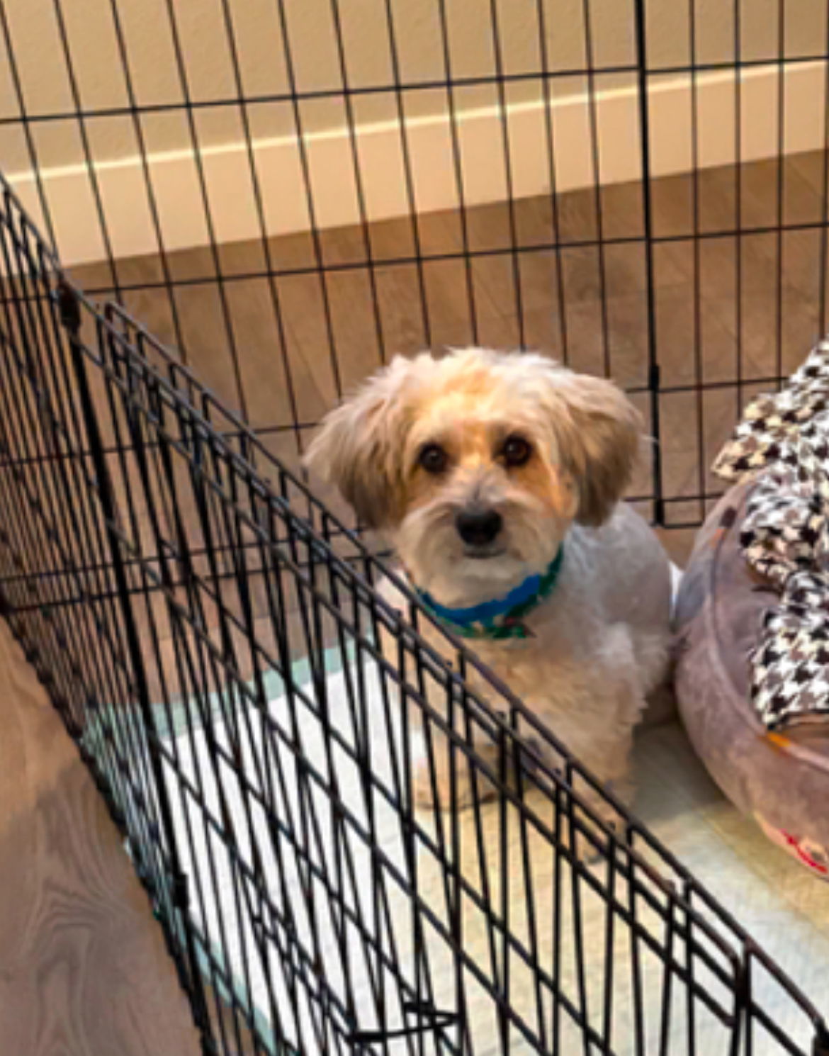 Toby, an adoptable Havanese, Lhasa Apso in Capistrano Beach, CA, 92624 | Photo Image 2