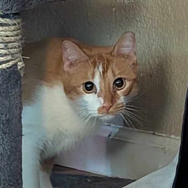 Percy, an adoptable Domestic Short Hair in Leander, TX, 78641 | Photo Image 1