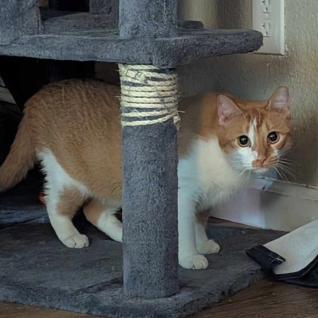 Percy, an adoptable Domestic Short Hair in Leander, TX, 78641 | Photo Image 2