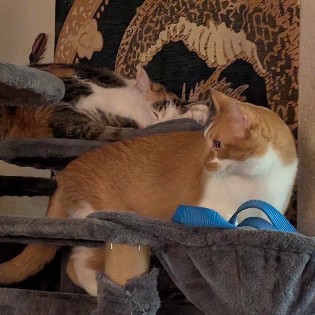 Percy, an adoptable Domestic Short Hair in Leander, TX, 78641 | Photo Image 3