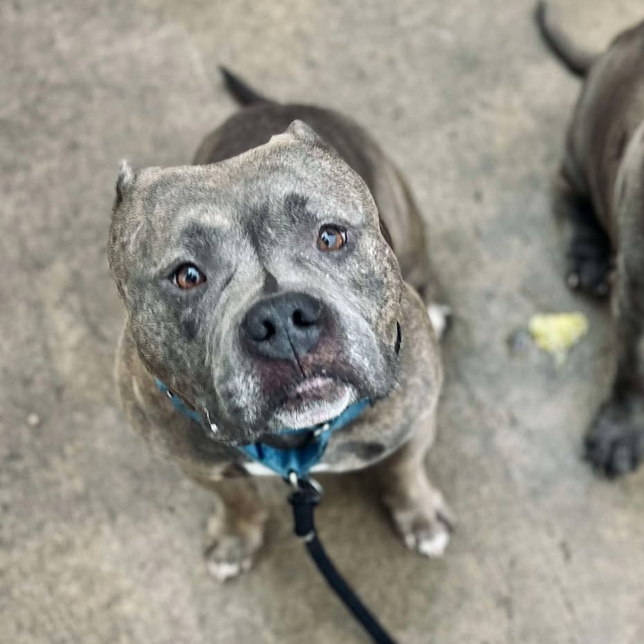 VINNY 24-372, an adoptable Pit Bull Terrier in Bottineau, ND, 58318 | Photo Image 1