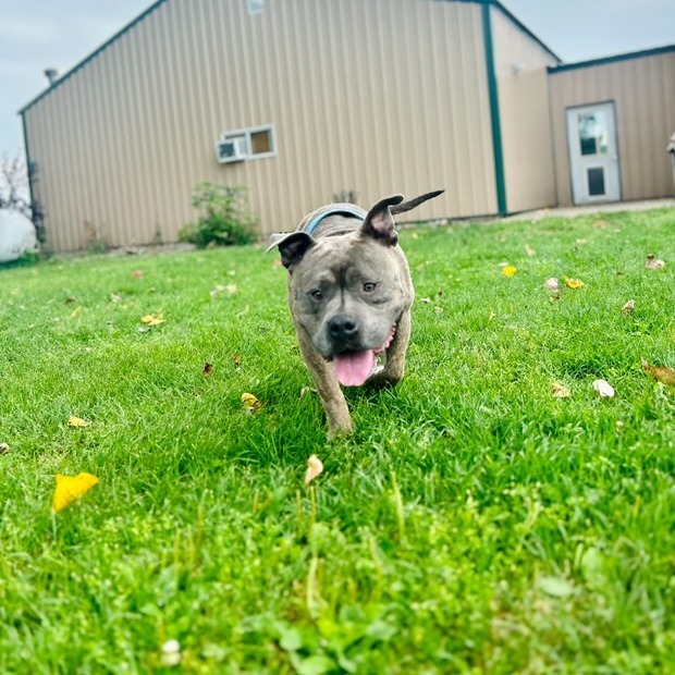 VINNY 24-372, an adoptable Pit Bull Terrier in Bottineau, ND, 58318 | Photo Image 2
