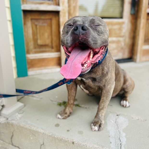VINNY 24-372, an adoptable Pit Bull Terrier in Bottineau, ND, 58318 | Photo Image 3
