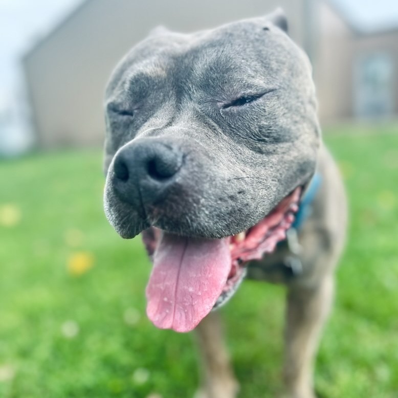 VINNY 24-372, an adoptable Pit Bull Terrier in Bottineau, ND, 58318 | Photo Image 4