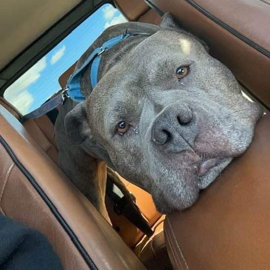 VINNY 24-372, an adoptable Pit Bull Terrier in Bottineau, ND, 58318 | Photo Image 5