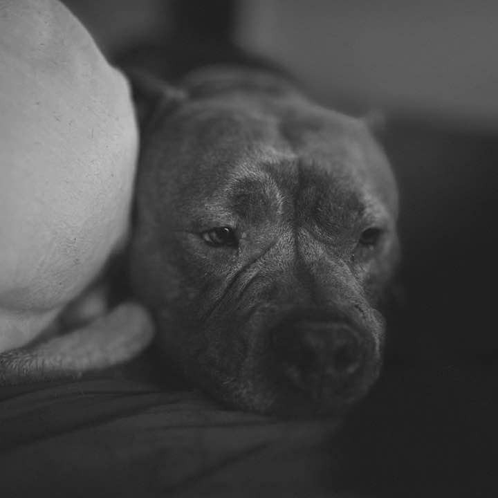VINNY 24-372, an adoptable Pit Bull Terrier in Bottineau, ND, 58318 | Photo Image 6