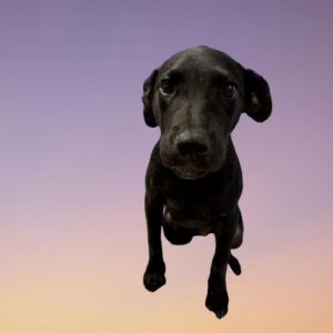 Carlton, Young Male Black Labrador Retriever