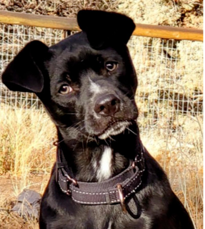 Jack, an adoptable Chihuahua, Terrier in Bend, OR, 97701 | Photo Image 1