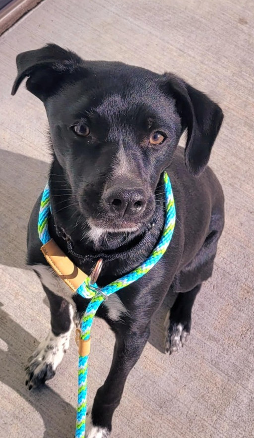 Jack Jack, an adoptable Labrador Retriever, Cattle Dog in Bend, OR, 97701 | Photo Image 2