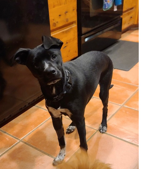 Jack, an adoptable Chihuahua, Terrier in Bend, OR, 97701 | Photo Image 3