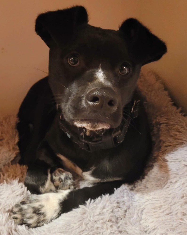 Jack, an adoptable Chihuahua, Terrier in Bend, OR, 97701 | Photo Image 4