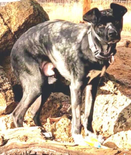 Jack Jack, an adoptable Labrador Retriever, Cattle Dog in Bend, OR, 97701 | Photo Image 5
