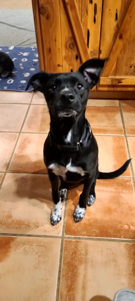 Jack Jack, an adoptable Labrador Retriever, Cattle Dog in Bend, OR, 97701 | Photo Image 6