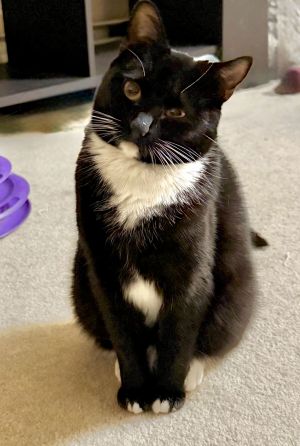 Kena, Adult Female Domestic Short Hair