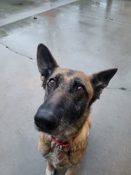 Dog For Adoption - Marge, A Belgian Shepherd   Malinois Mix In Durango 