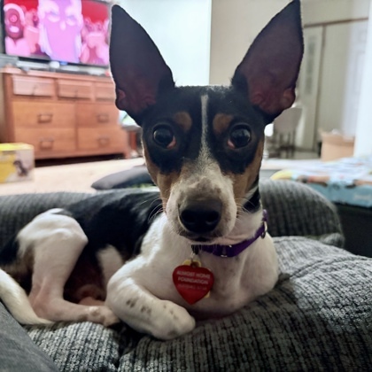 Ziggy