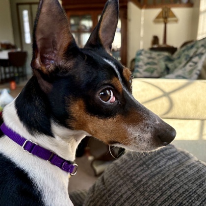 Ziggy