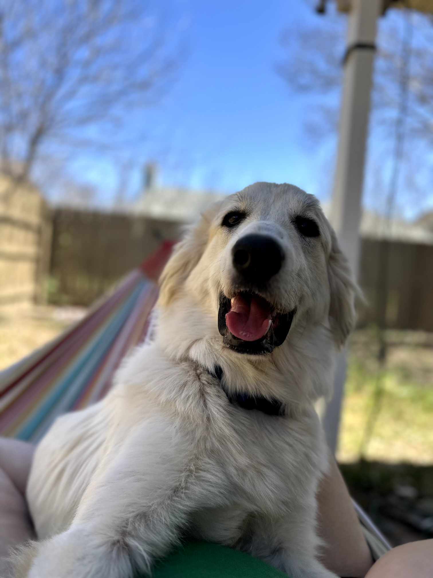 Pixie SAT
