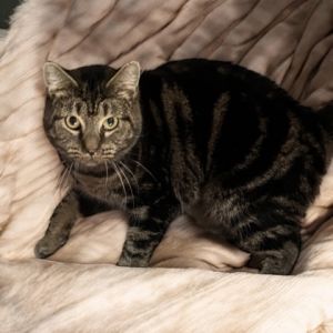 Queenie, Senior Female unknown